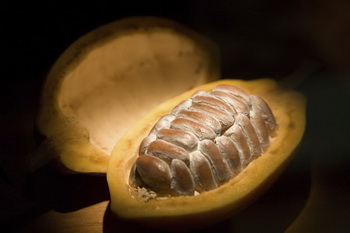 Какао - дерево, дающее шоколад-2