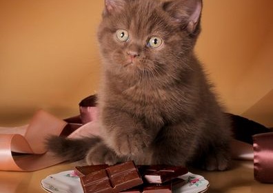 Кошке нельзя давать шоколад